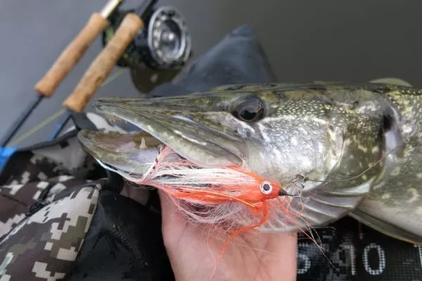 Pesca a mosca: come ottenere la giusta apertura per il luccio