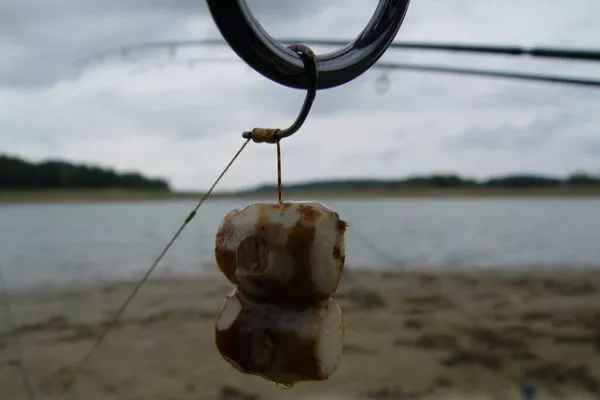 1 Kg Di Noci Di Tigre Preparate Per Pesca Alla Carpa - Cotte