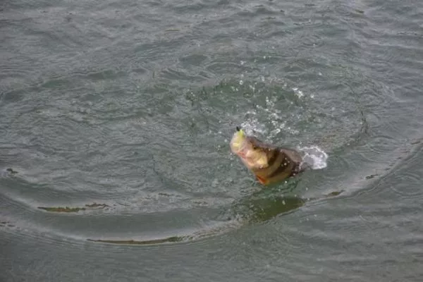 75 Esche Artificiali Per Pesca - Vermi Di Plastica Morbida, 75 Colori