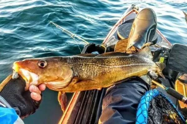 Pesca in kayak nel porto di Brest, calamari e merluzzi in programma